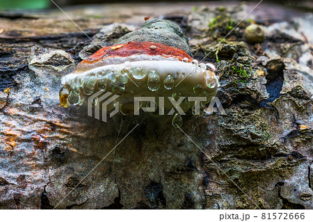 Bracket fungus Ganoderma Applanatum on deat tree trunk with leading water drops under hat. Closeup with selective focus. Bracket fungus Ganoderma Applanatum on deat tree trunk with leading water drops under hat. Closeup with selective focus. 81572666