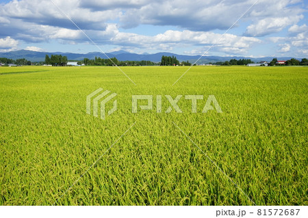 実りの秋　銀河のしずく 81572687