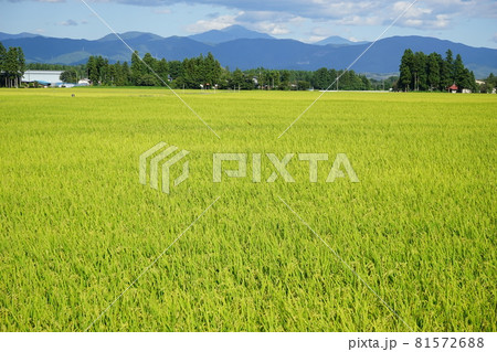 実りの秋　銀河のしずく 81572688