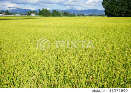 実りの秋　銀河のしずく 81572690