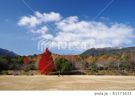 【赤いクリスマスツリー】三重県民の森 大きなフウの木 【赤いクリスマスツリー】三重県民の森 大きなフウの木 81573035