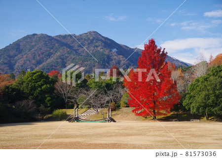 【赤いクリスマスツリー】三重県民の森　大きなフウの木 81573036