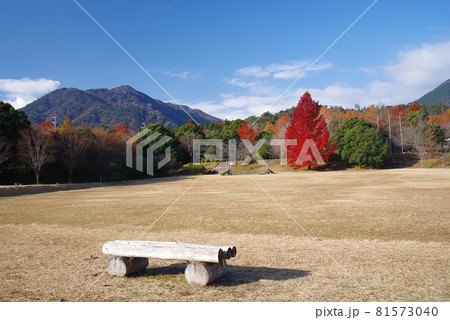 【赤いクリスマスツリー】三重県民の森 大きなフウの木 【赤いクリスマスツリー】三重県民の森 大きなフウの木 81573040