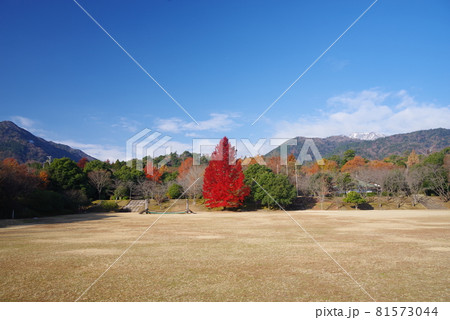 【赤いクリスマスツリー】三重県民の森 大きなフウの木 【赤いクリスマスツリー】三重県民の森 大きなフウの木 81573044