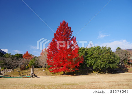【赤いクリスマスツリー】三重県民の森 大きなフウの木 【赤いクリスマスツリー】三重県民の森 大きなフウの木 81573045
