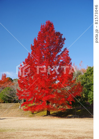 【赤いクリスマスツリー】三重県民の森　大きなフウの木 81573046