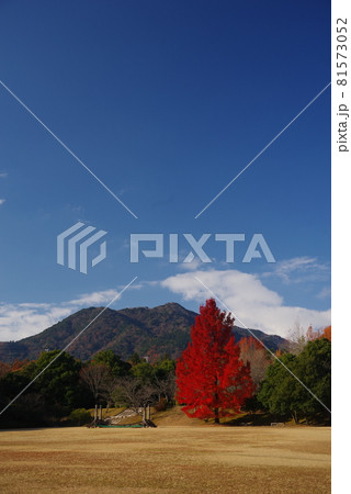 【赤いクリスマスツリー】三重県民の森 大きなフウの木 【赤いクリスマスツリー】三重県民の森 大きなフウの木 81573052