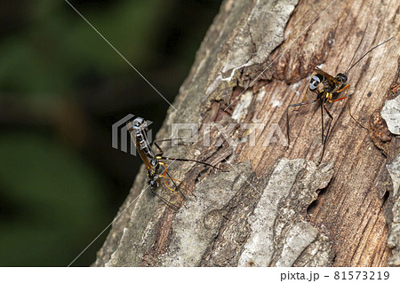 シラフオナガヒメバチ 81573219