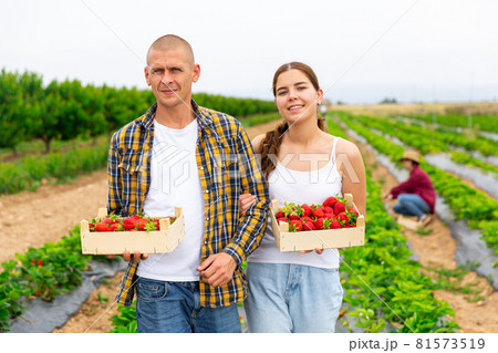 Husband and wife demonstrate the harvest of ripe strawberries in field Husband and wife demonstrate the harvest of ripe strawberries in field 81573519