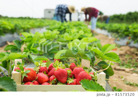 Image of ripe selected freshly picked strawberries in a crate on a plantation 81573520