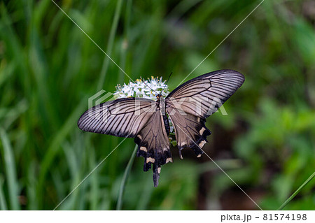 セリの花の蜜を吸うジャコウアゲハ セリの花の蜜を吸うジャコウアゲハ 81574198