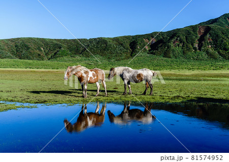 夕方の阿蘇草千里の放牧馬 81574952