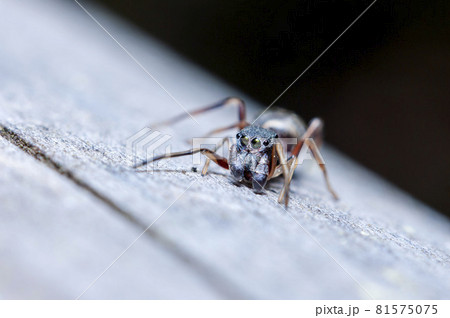 アリグモ 81575075