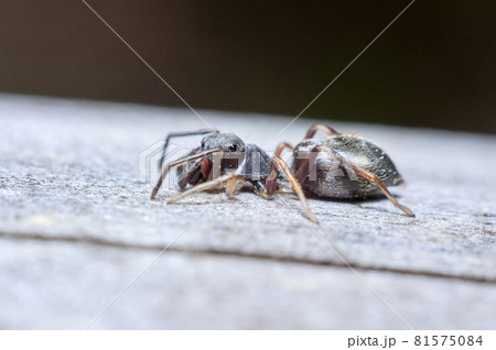 アリグモ 81575084