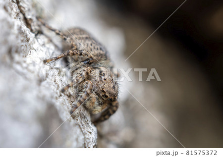 ヤマジハエトリ 81575372