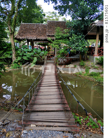 A bridge made of boards and ropes. Hiking trail for tourists in the jungle forest 81575601