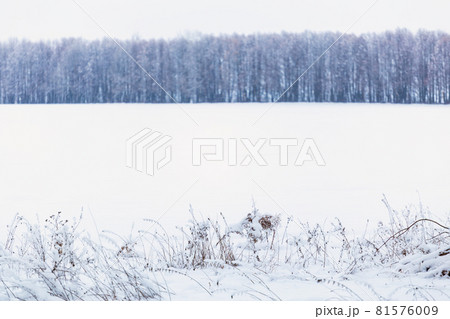 Winter snowy forest wall deadpan style white background Winter snowy forest wall deadpan style white background 81576009