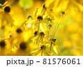 Cutleaf Coneflower - Rudbeckia laciniata in the garden 81576061
