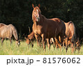 Mares in the pasture on a sunny morning 81576062