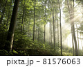 Beech trees in spring forest after rainfall at dawn 81576063