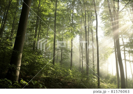 Beech trees in spring forest after rainfall at dawn Beech trees in spring forest after rainfall at dawn 81576063