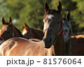 Mares in the pasture on a sunny morning 81576064