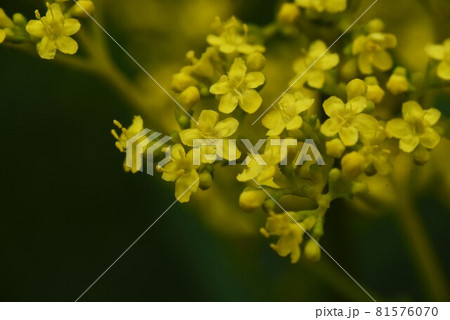 秋の七草・オミナエシ 81576070