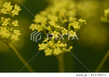 秋の七草・オミナエシ 秋の七草・オミナエシ 81576071