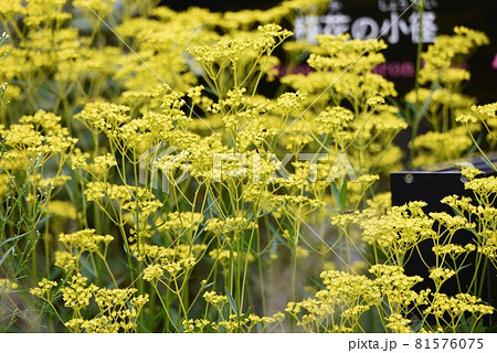 秋の七草・オミナエシ 81576075