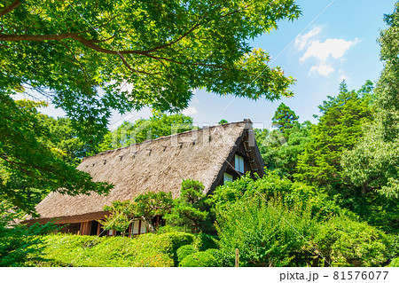 東山植物園、緑あふれる風景〈愛知県名古屋市〉 東山植物園、緑あふれる風景〈愛知県名古屋市〉 81576077