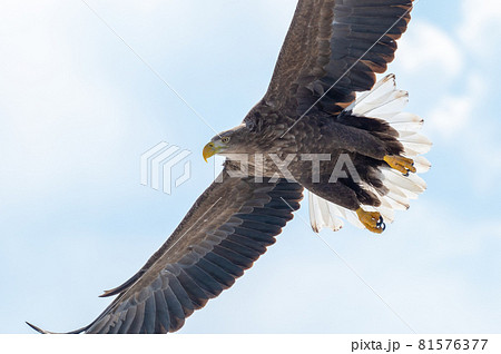 知床　冬 81576377