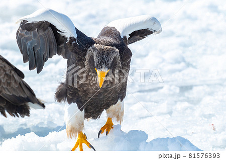 知床 冬 知床 冬 81576393