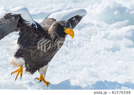 知床　冬 81576398