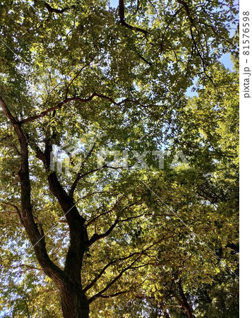 見上げる夏の木 葉が多い 見上げる夏の木 葉が多い 81576598