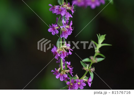 ミソハギ 81576716