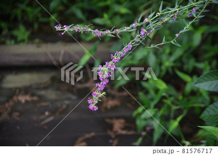 ミソハギ 81576717