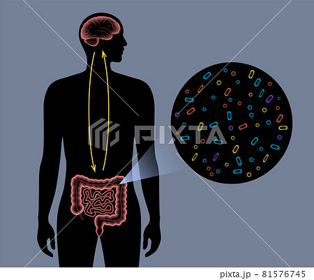 Gut Brain 3D Gut Brain 3D 81576745