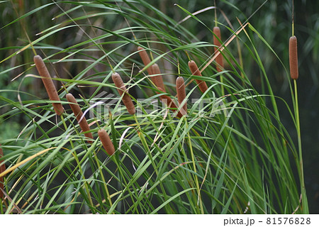 水辺のガマ 81576828