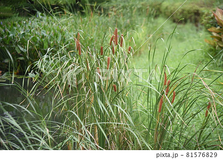 水辺のガマ 81576829