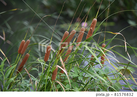 水辺のガマ 81576832