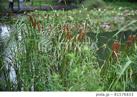 水辺のガマ 81576833