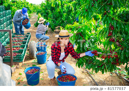 Positive woman harvesting ripe cherry in his orchard on day 81577037
