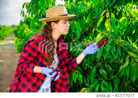 Woman farmer picking sweet cherries in orchard Woman farmer picking sweet cherries in orchard 81577077