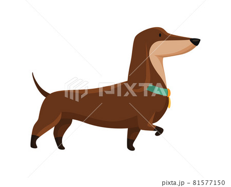 Dog dachshund. Cute funny character portrait. Short-legged pet with long body goes. Adorable cartoon vector illustration 81577150