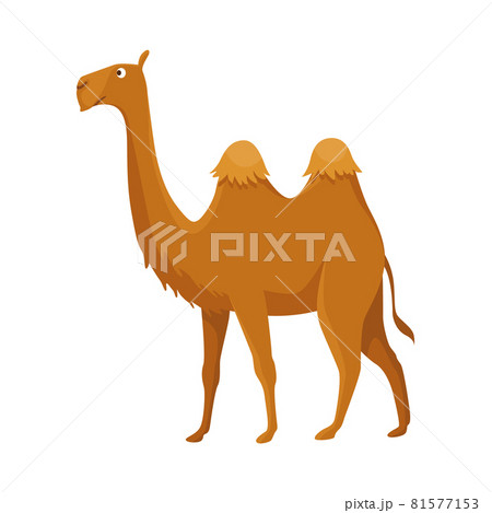 Camel with two hump, bactrian. Desert animal standing, side view. Cartoon vector. Flat icon design, isolated on white background Camel with two hump, bactrian. Desert animal standing, side view. Cartoon vector. Flat icon design, isolated on white background 81577153