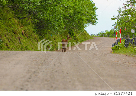 北海道の野生動物のエゾシカ 81577421