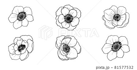 Vector beautiful monochrome anemone flowers, elements isolated on white background. Vector file. Vector beautiful monochrome anemone flowers, elements isolated on white background. Vector file. 81577532