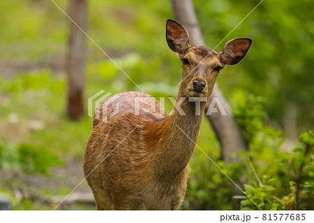 北海道の野生動物のエゾシカ 81577685