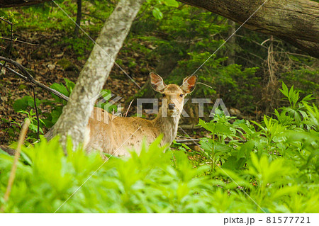 北海道の野生動物のエゾシカ 81577721