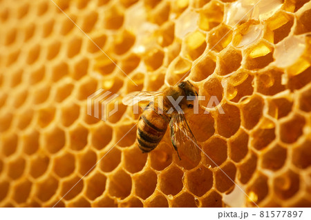 Macro photo of a bee on a honeycomb. National honey bee day. September honey month. 81577897